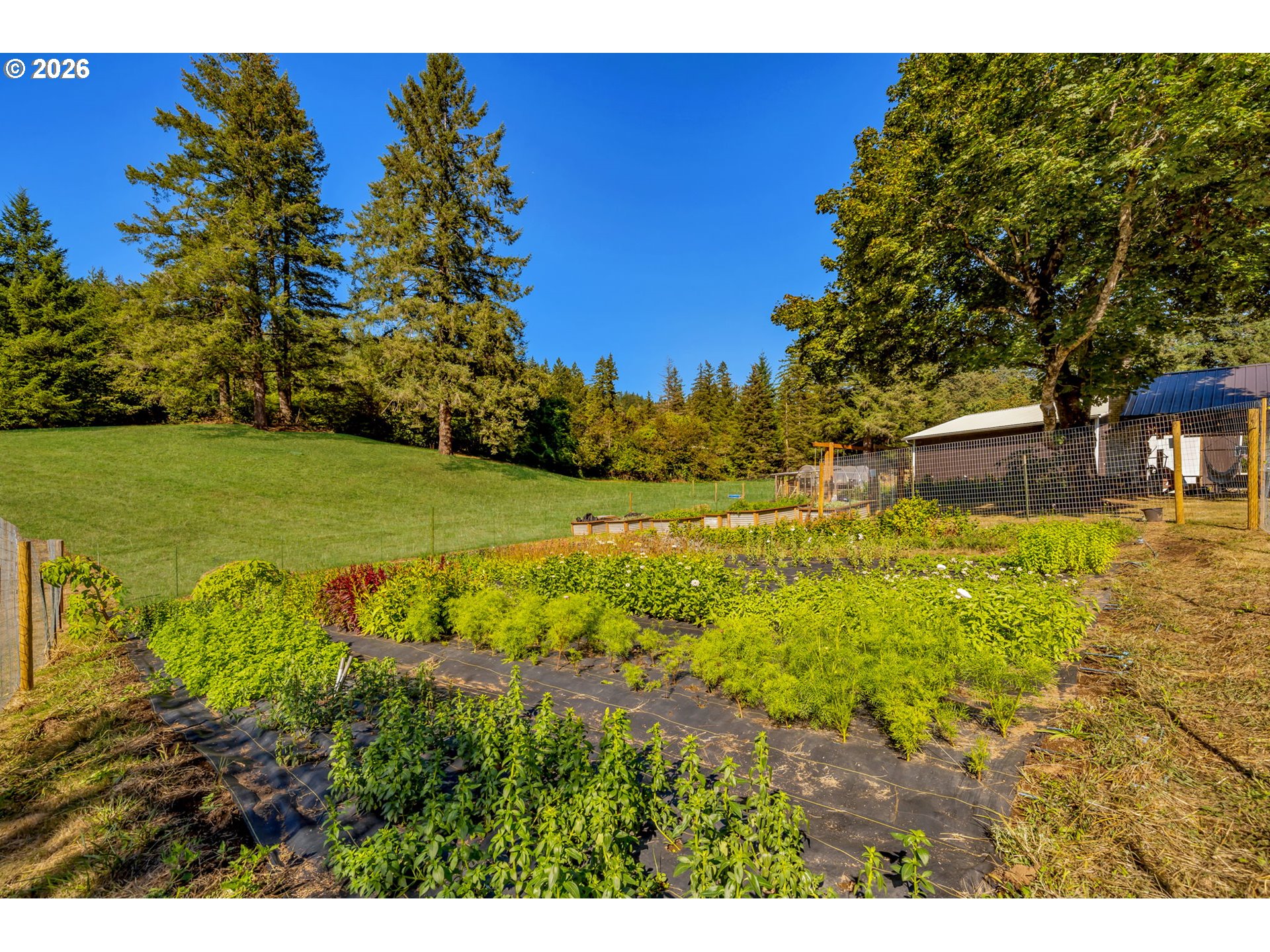 Fenced vegetable garden with rows of crops below a grassy slope and tall trees.