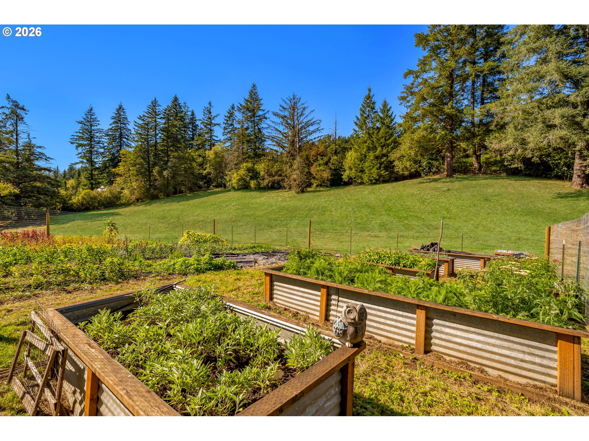 Raised garden beds overlook a sloping lawn bordered by mature evergreen trees.