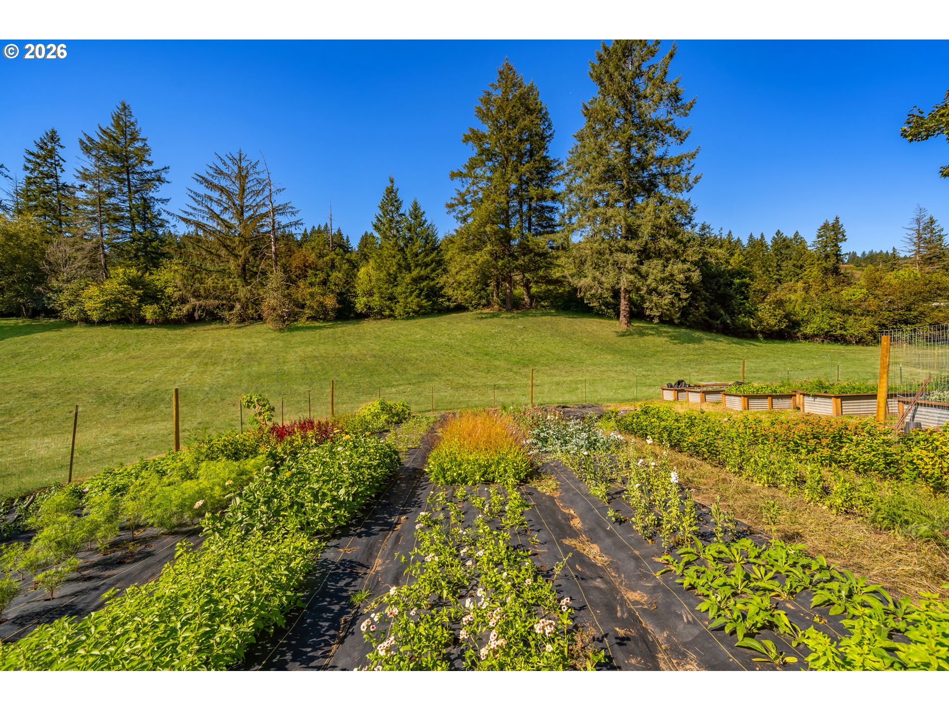 Cultivated garden beds overlook a fenced grassy lawn and tall evergreen trees.