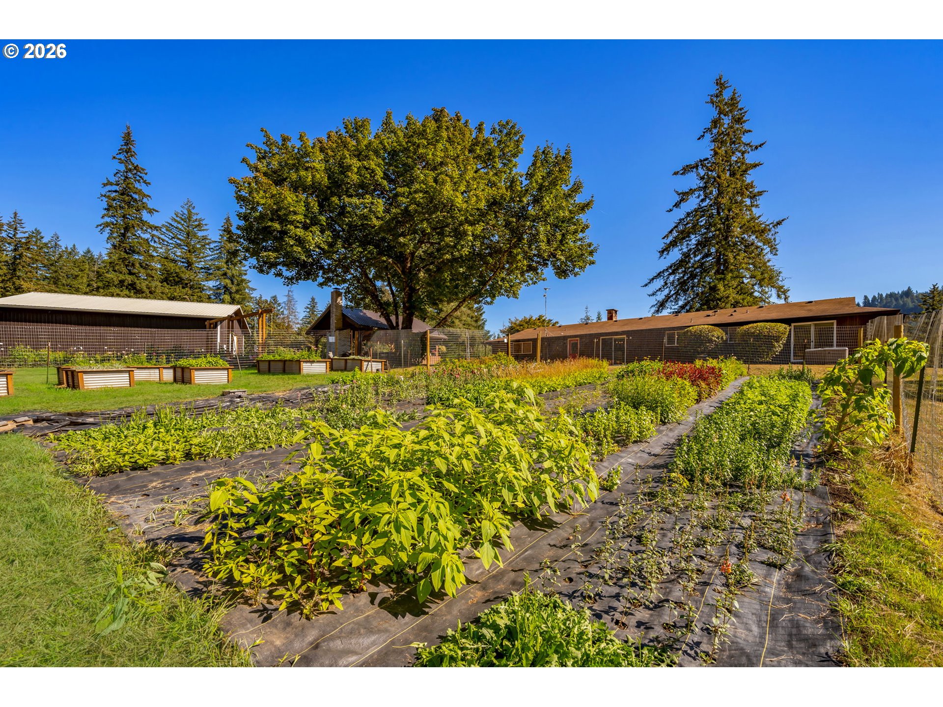 Fenced garden with rows of crops and raised beds in front of low outbuildings.