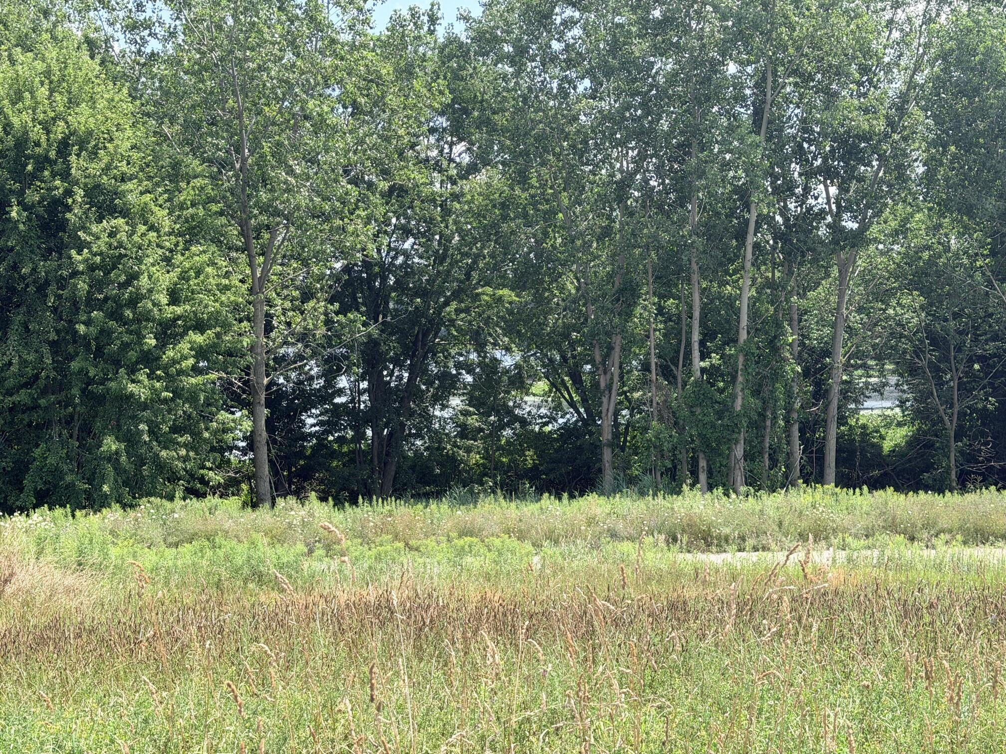 Grassy clearing borders dense leafy woods, with glimpses of water through the trees.