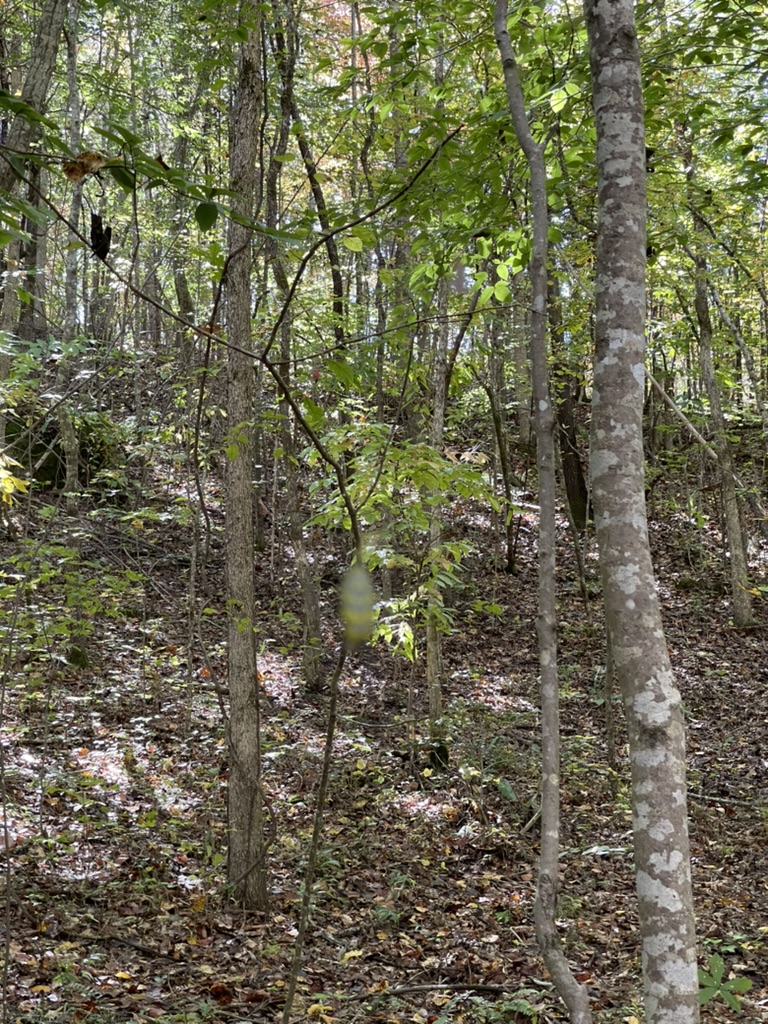 161 Chauga Shoals Drive