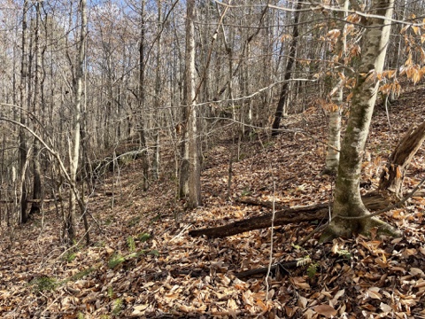 161 Chauga Shoals Drive