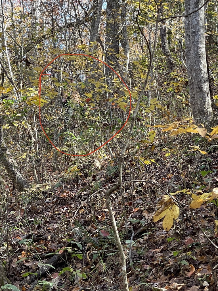 161 Chauga Shoals Drive