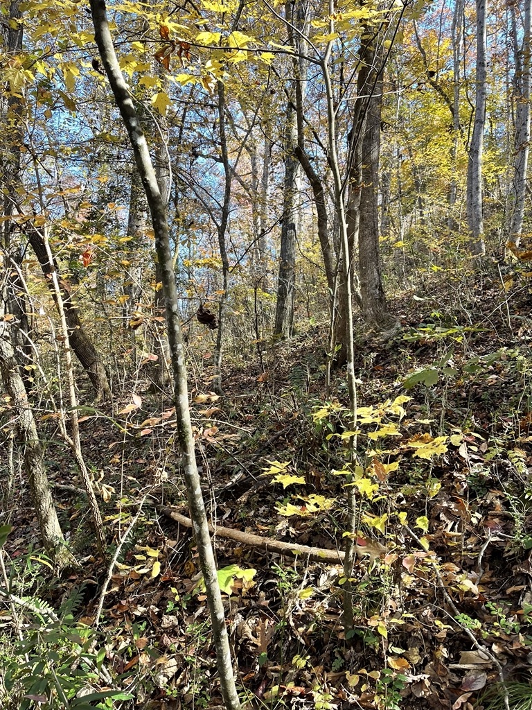 161 Chauga Shoals Drive