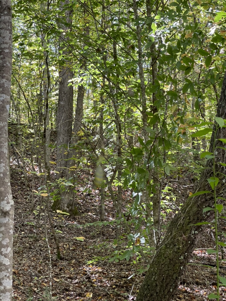 161 Chauga Shoals Drive