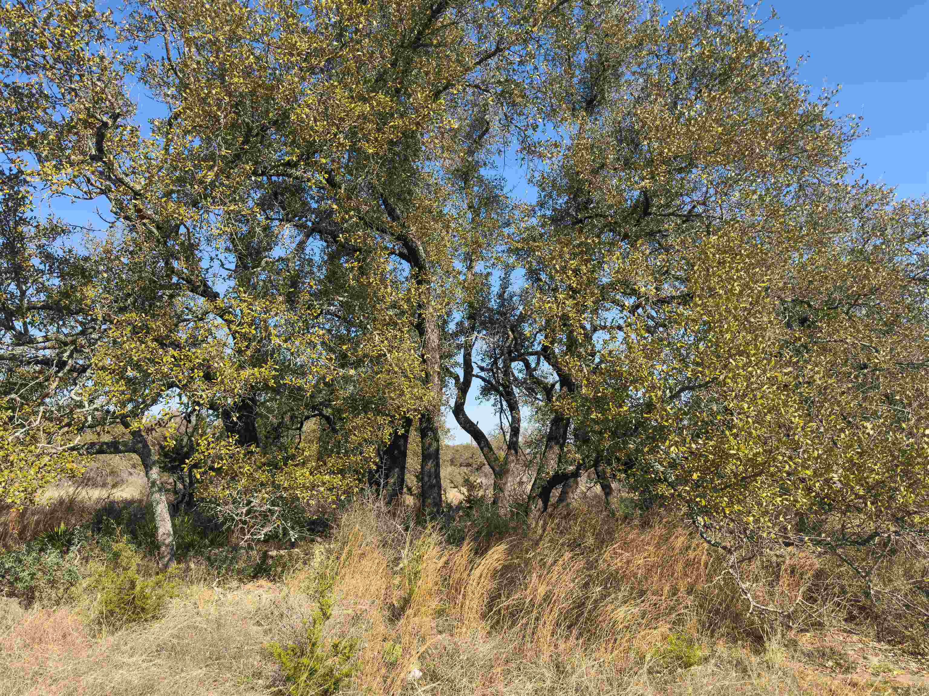 Lot 20 Comanche Ridge