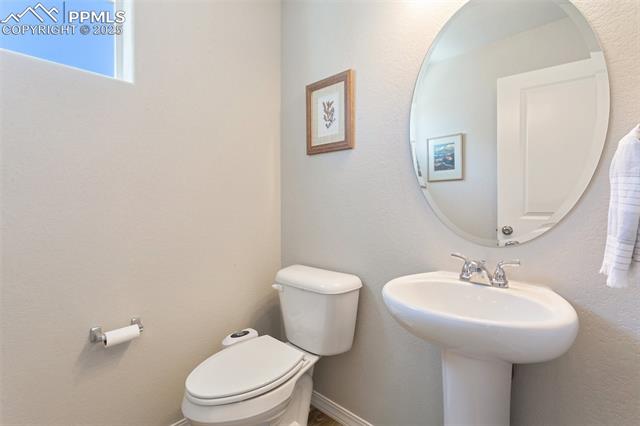 7407 Rufous Fronted View