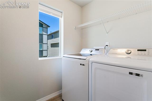 7407 Rufous Fronted View