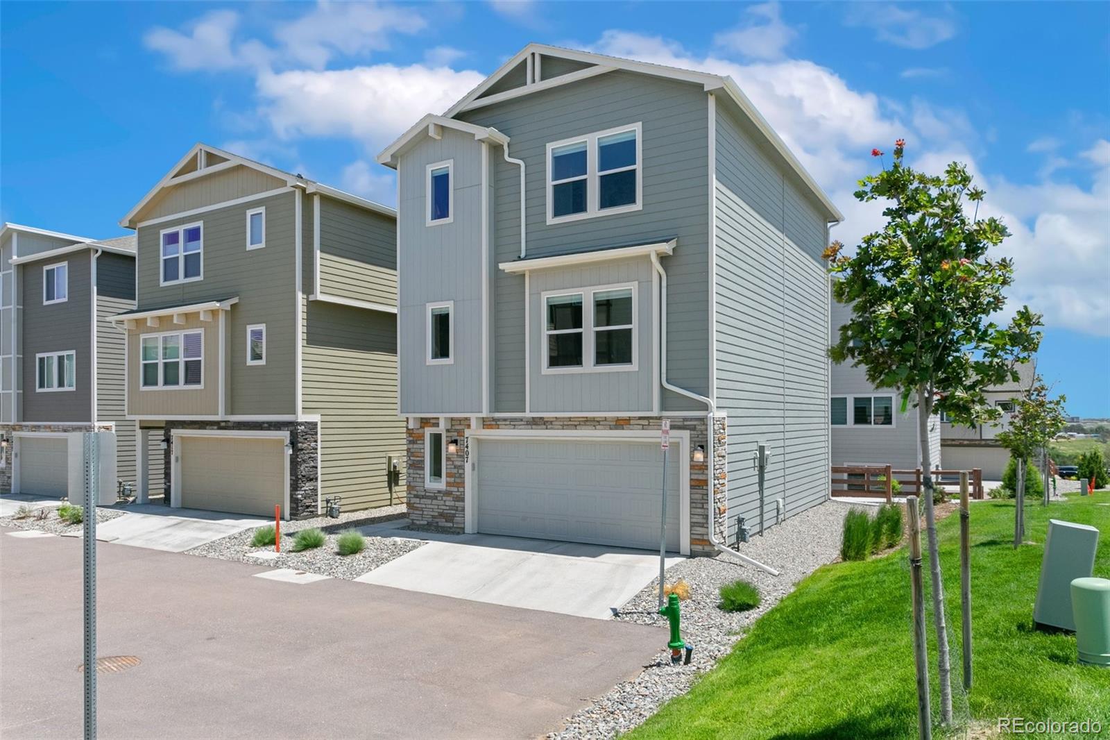 7407 Rufous Fronted View