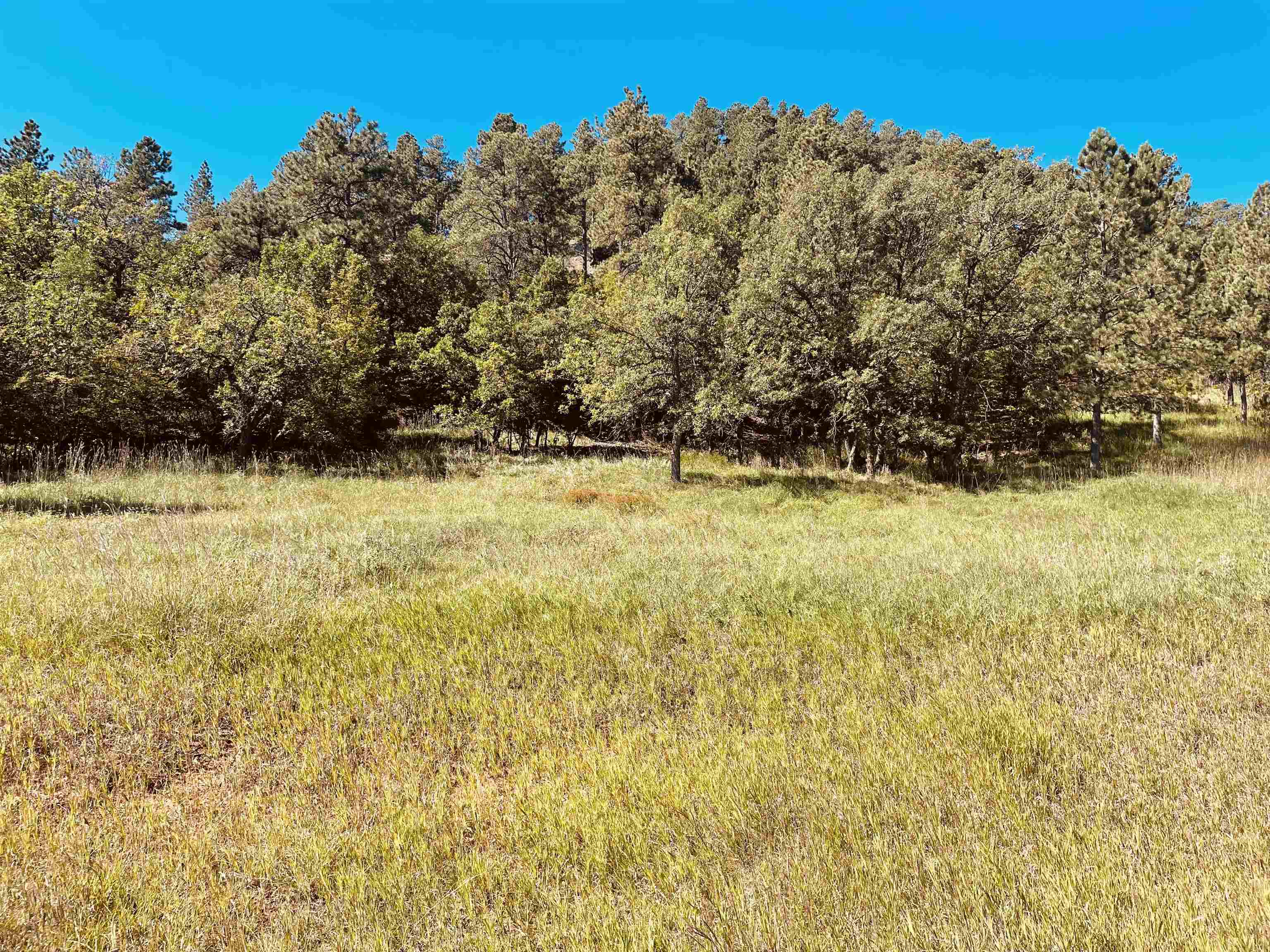 1135 Woodland Drive