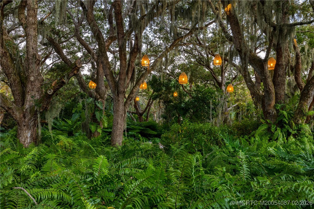 Fern-filled garden beneath moss-draped trees with glowing hanging lanterns.