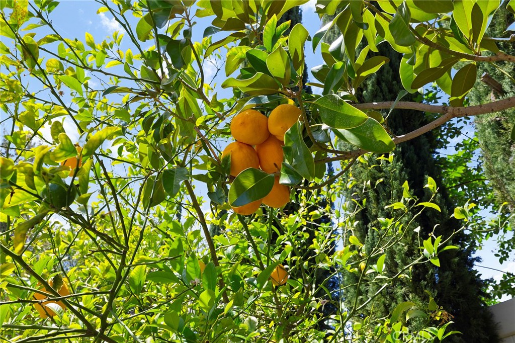 30852 Olympia Rose Drive