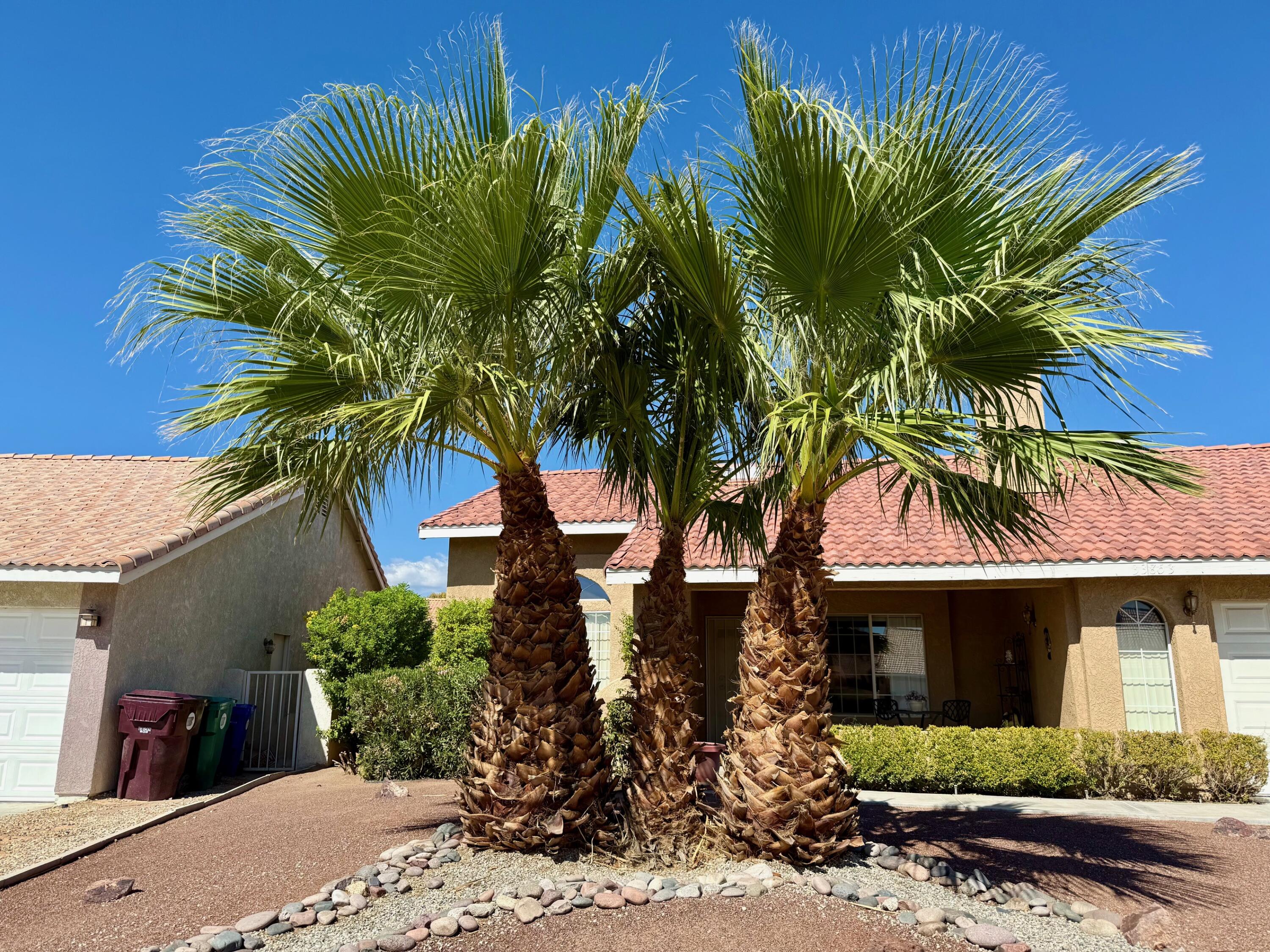 33853 Drifting Sands CIR
