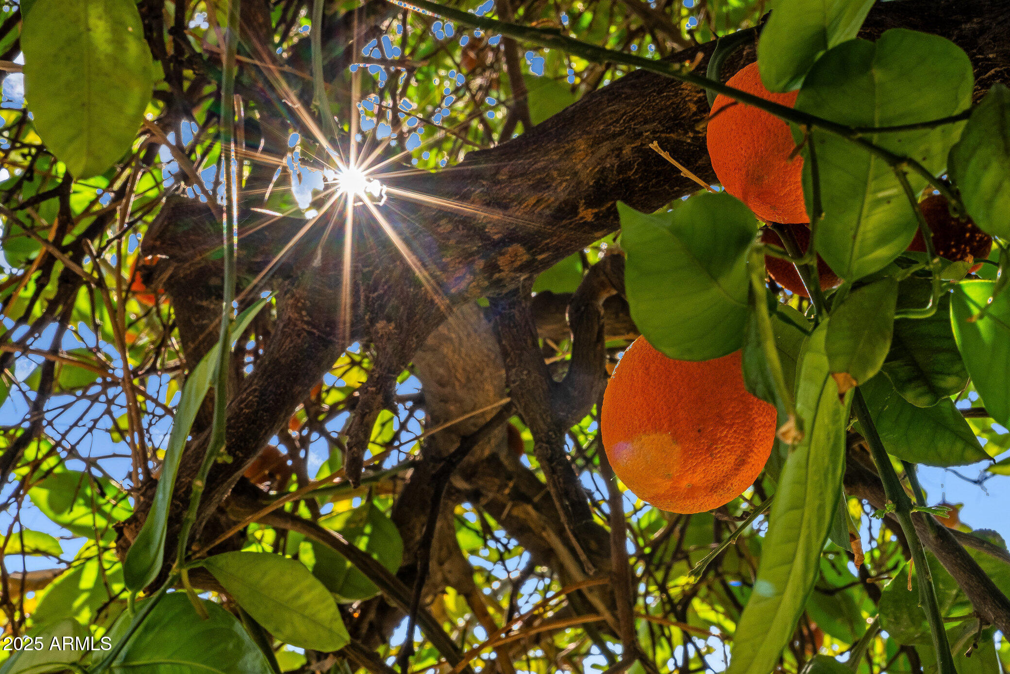 2960 E LARKSPUR Drive