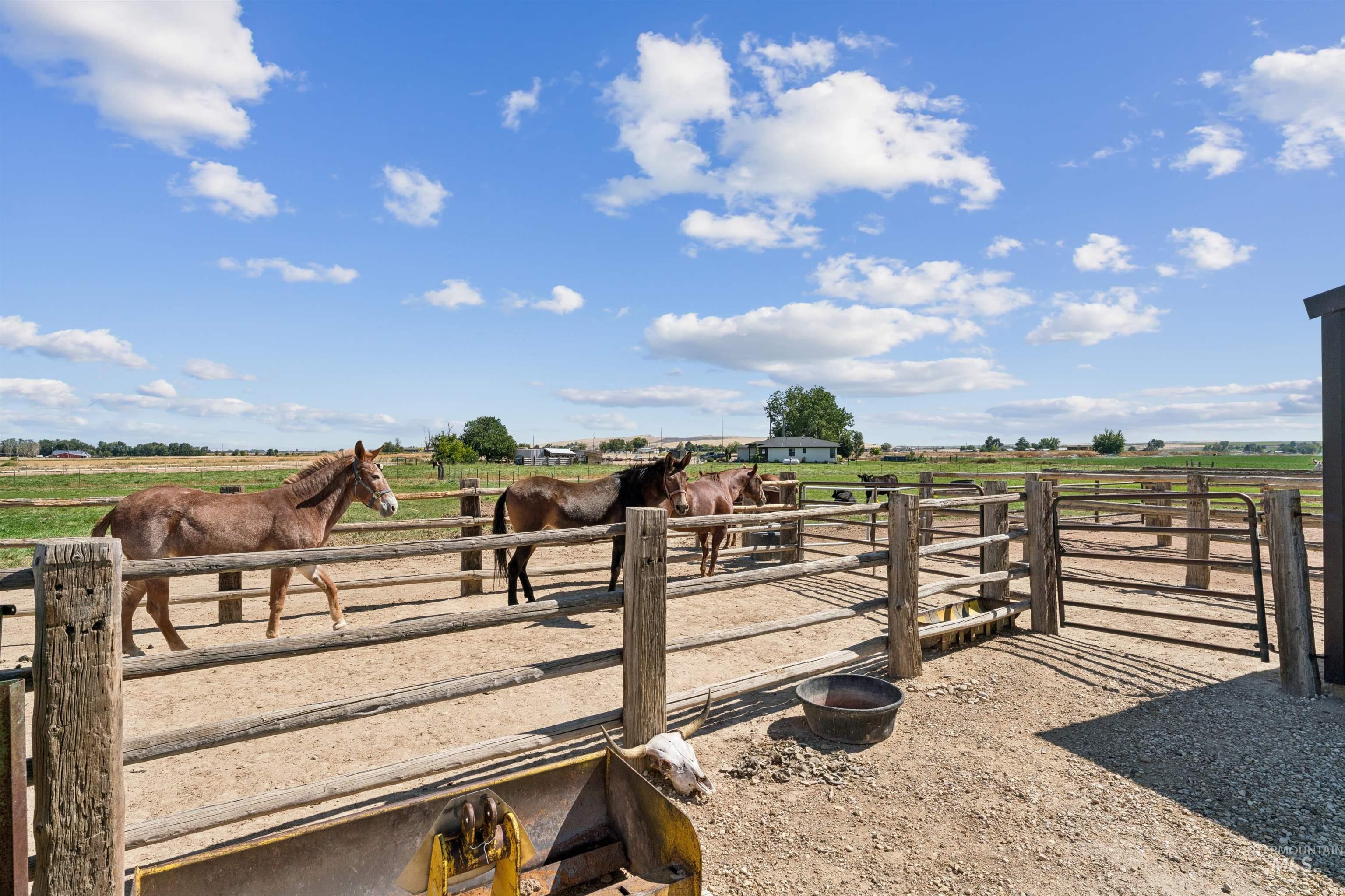 Horses stand in fenced paddocks at a rural property, with open farmland beyond.