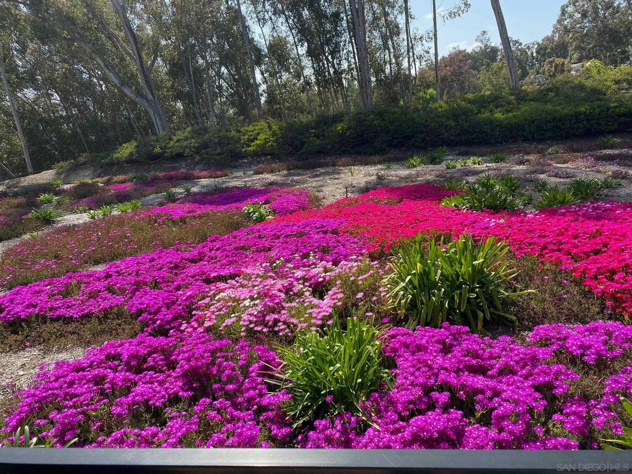 10884 Caminito Colorado