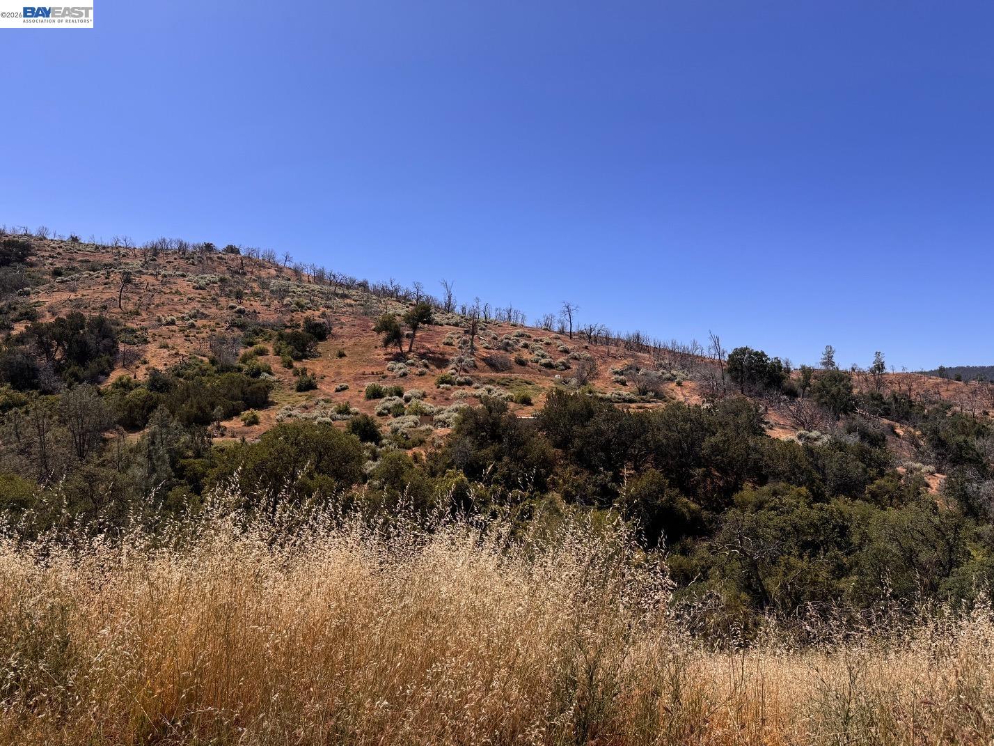 Rural hillside with dry golden grasses, reddish slopes, scattered brush, and bare trees beneath a clear blue sky.