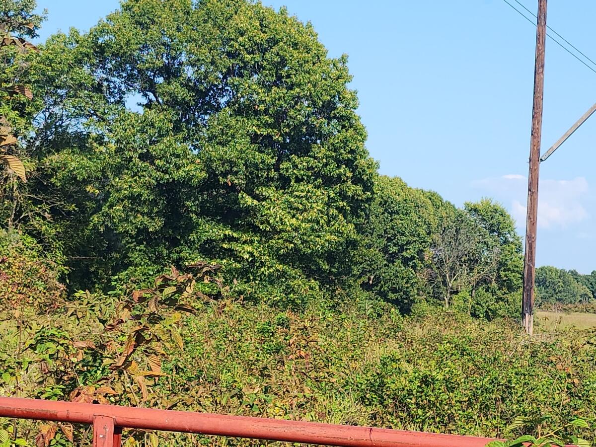 000 Queens Lace Drive