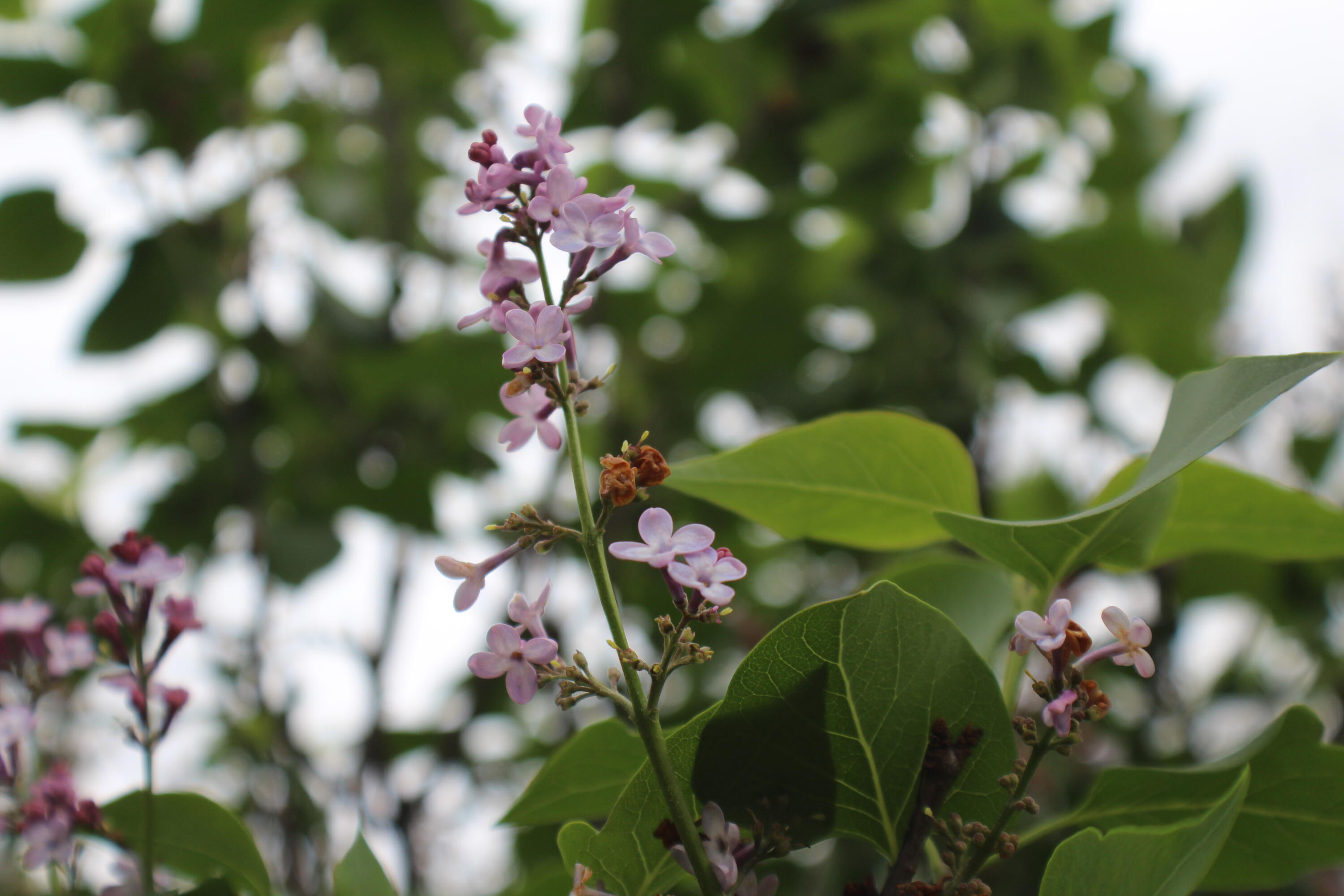 2621 S Illinois Avenue