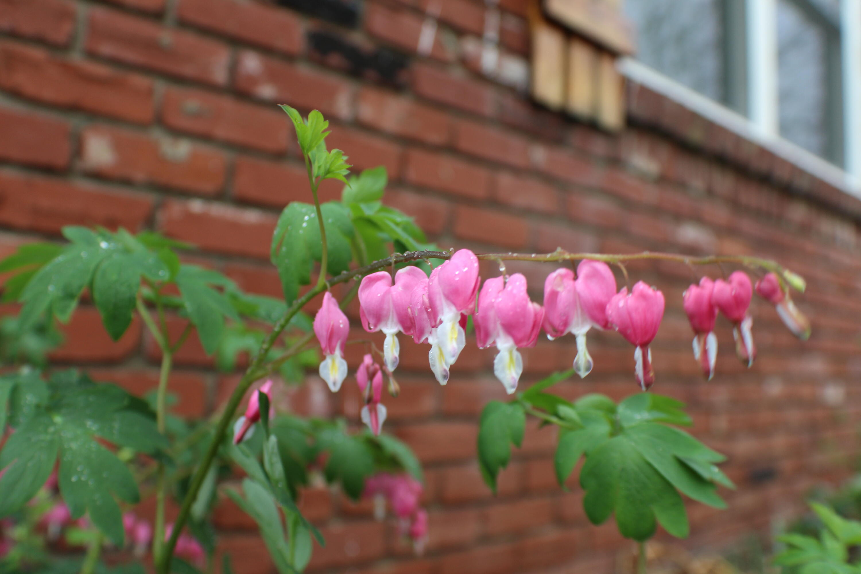 2621 S Illinois Avenue