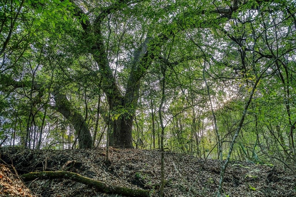 6.67 Acres Fm 390 E