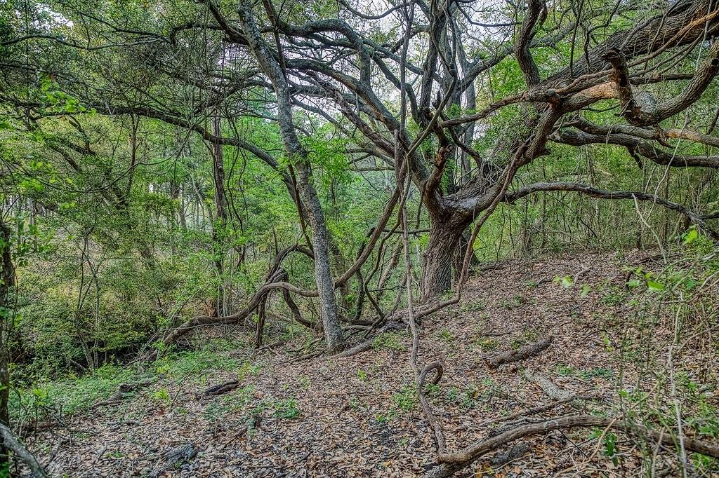 6.67 Acres Fm 390 E