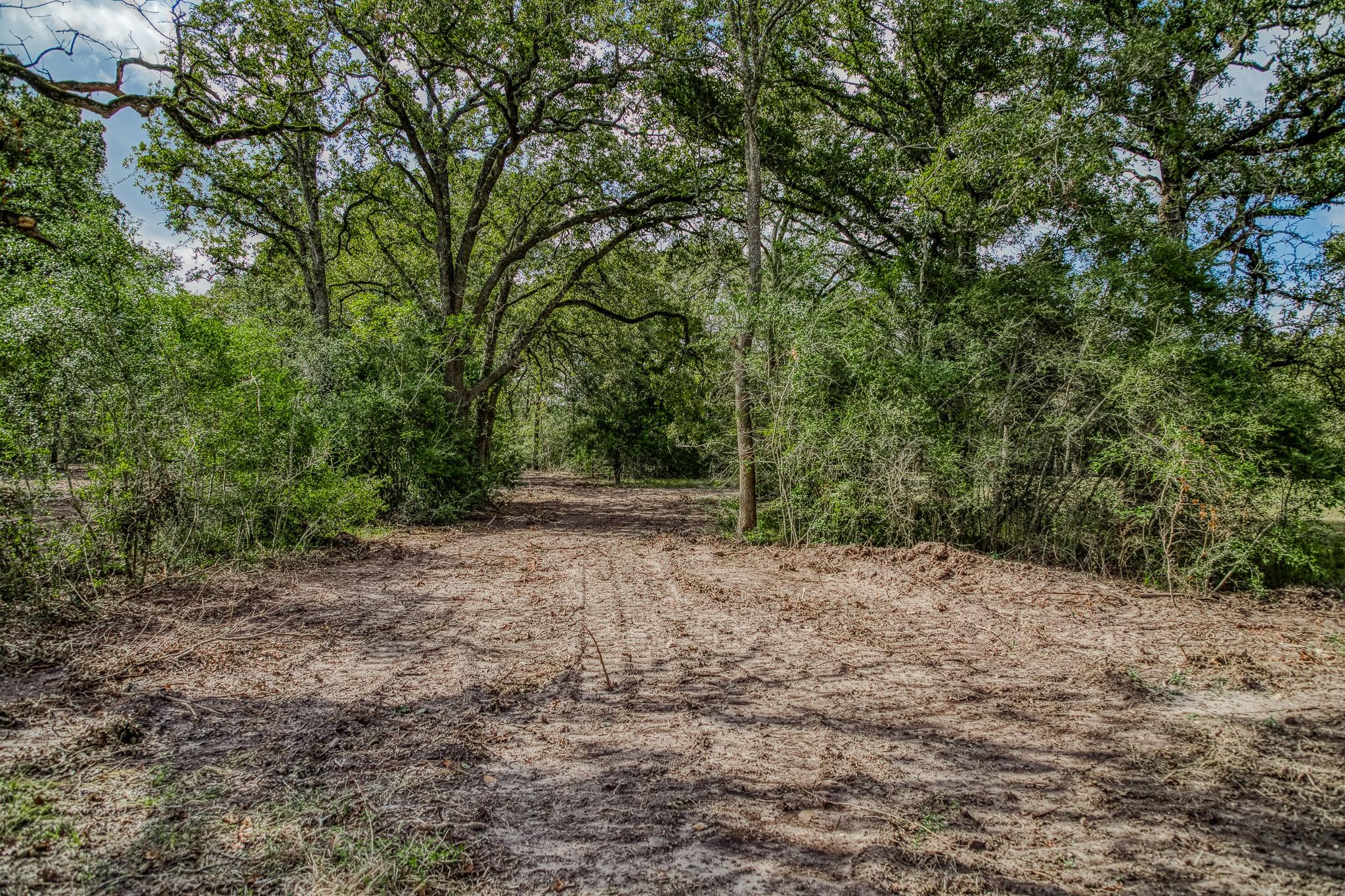 Wooded property clearing with a broad dirt area beneath mature trees.