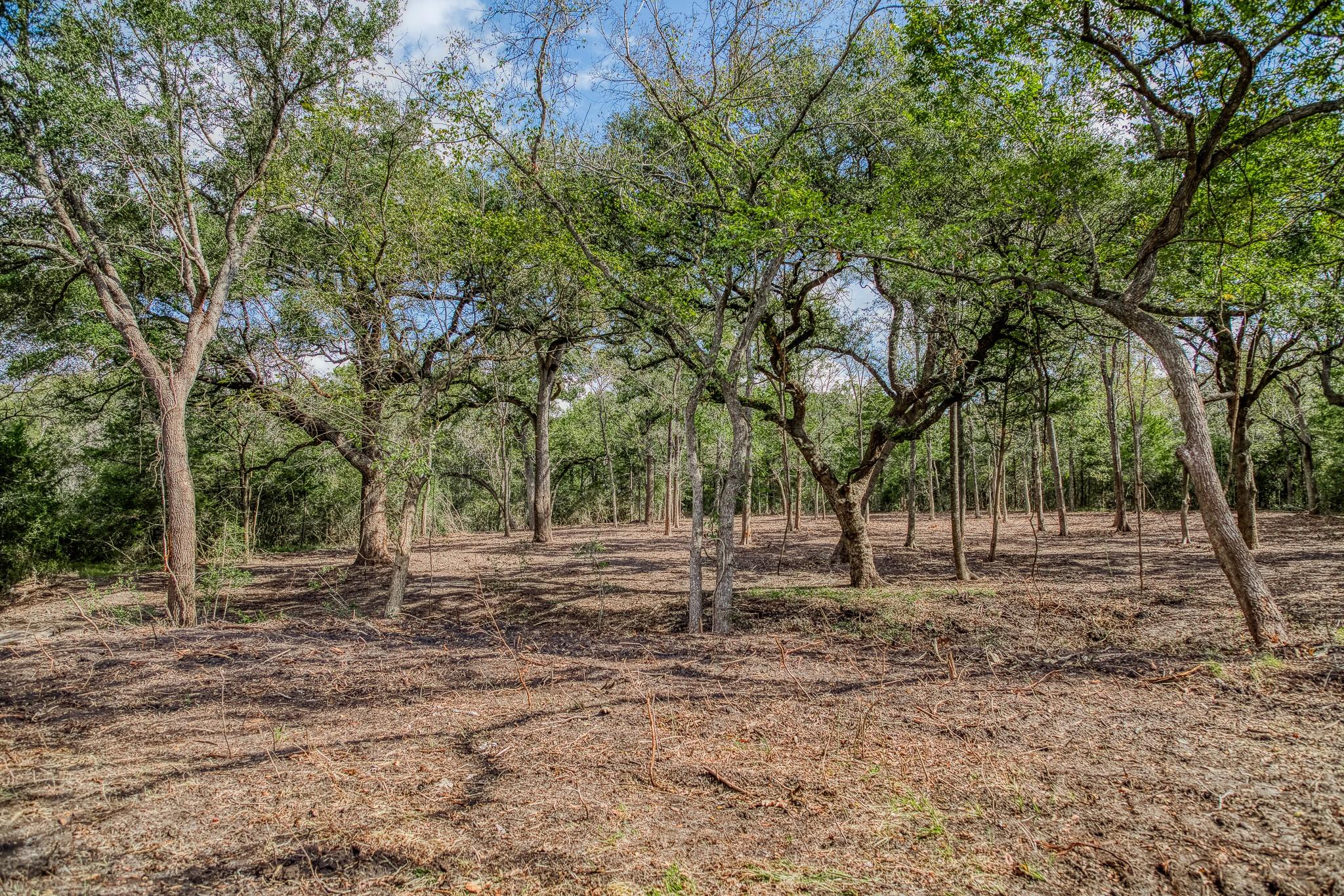 Wooded vacant lot with mature trees around a broad, leaf-covered clearing.