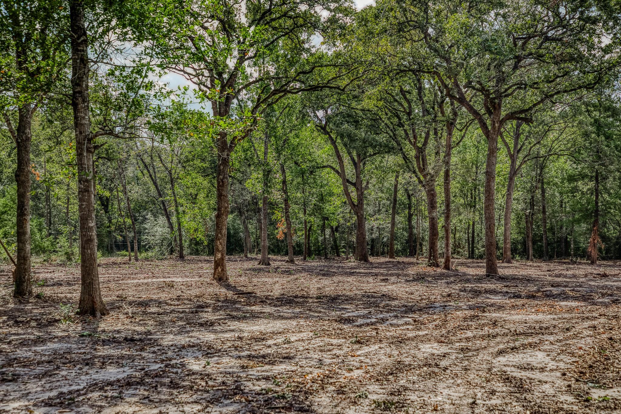 Wooded land with mature trees surrounding a broad, cleared sandy area.