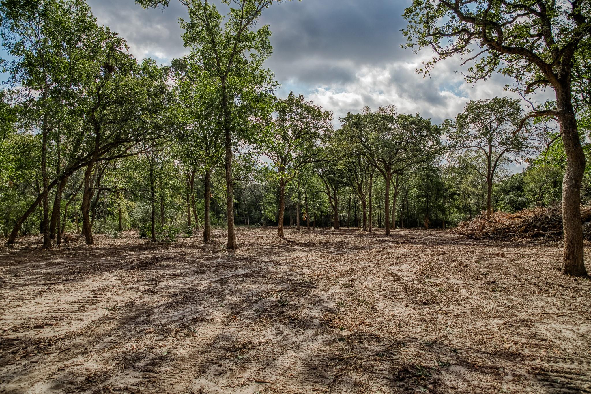 Cleared sandy ground surrounded by mature trees, with a brush pile at the edge.
