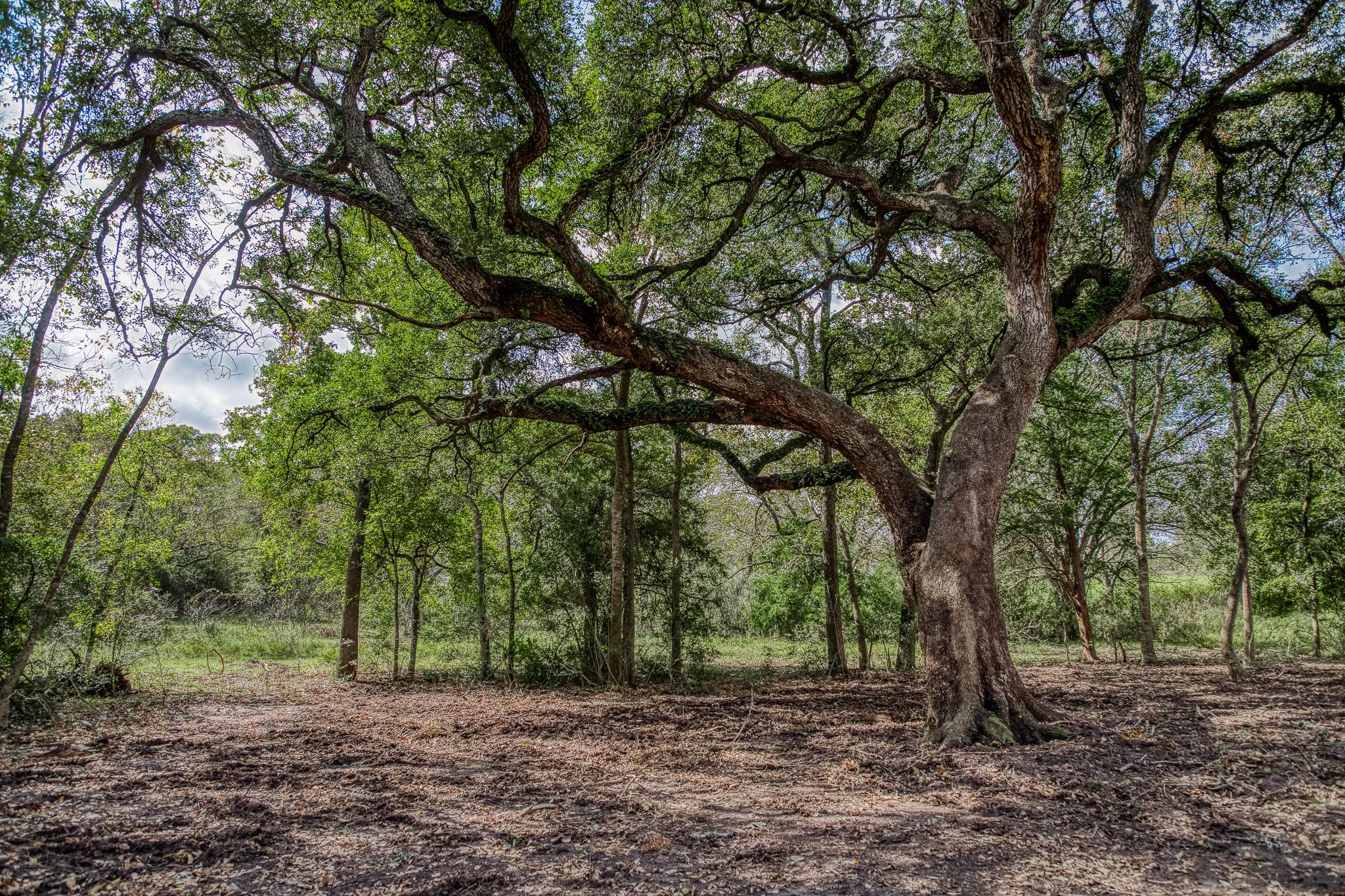 Wooded property with sprawling mature oak trees over a leaf-covered clearing.