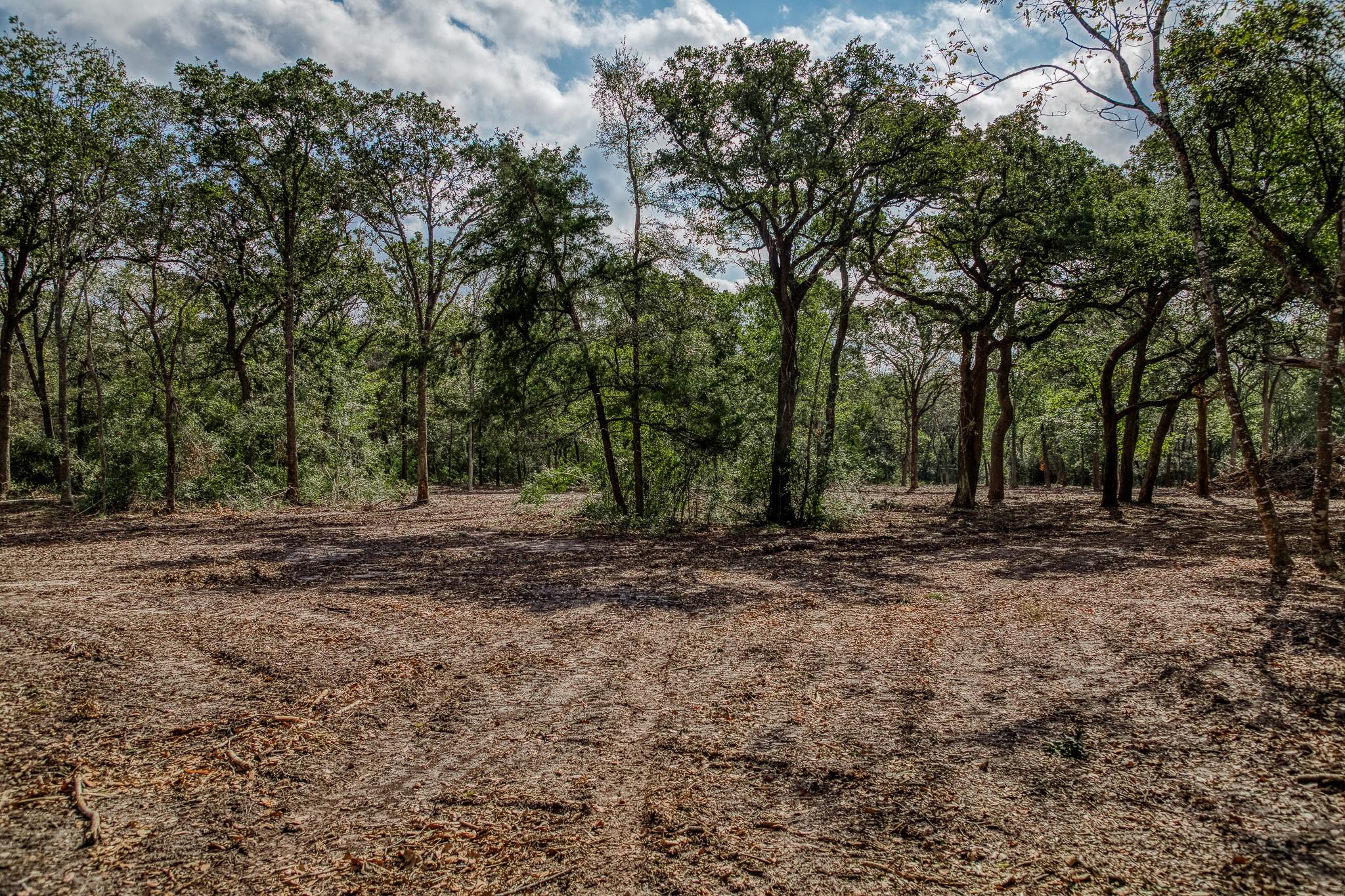 Wooded land with a broad leaf-covered clearing among mature trees.
