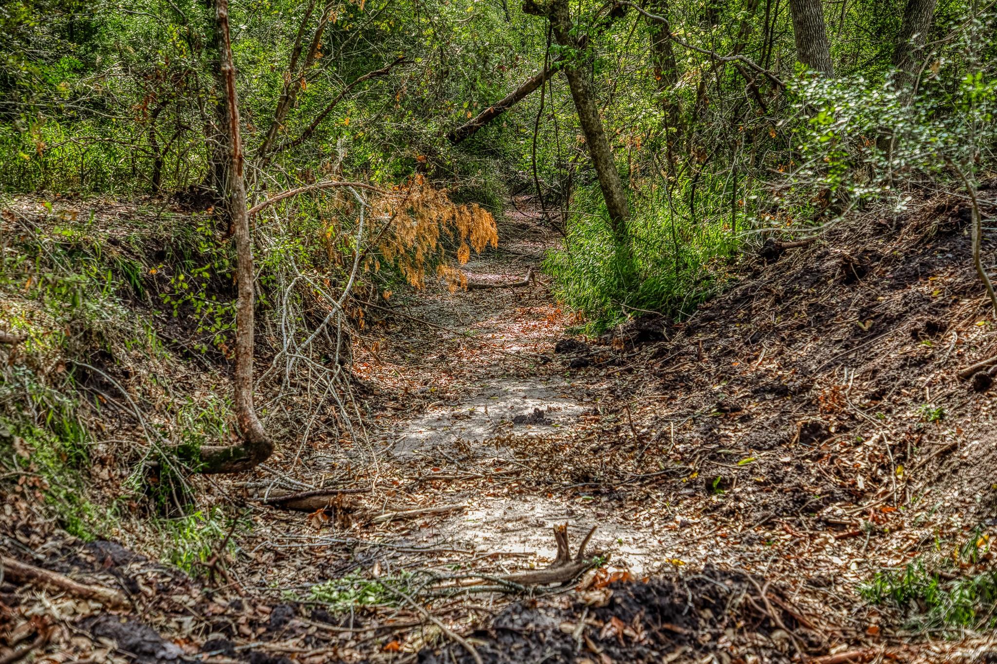 A shallow leaf-covered creek winds through dense woods and brush.