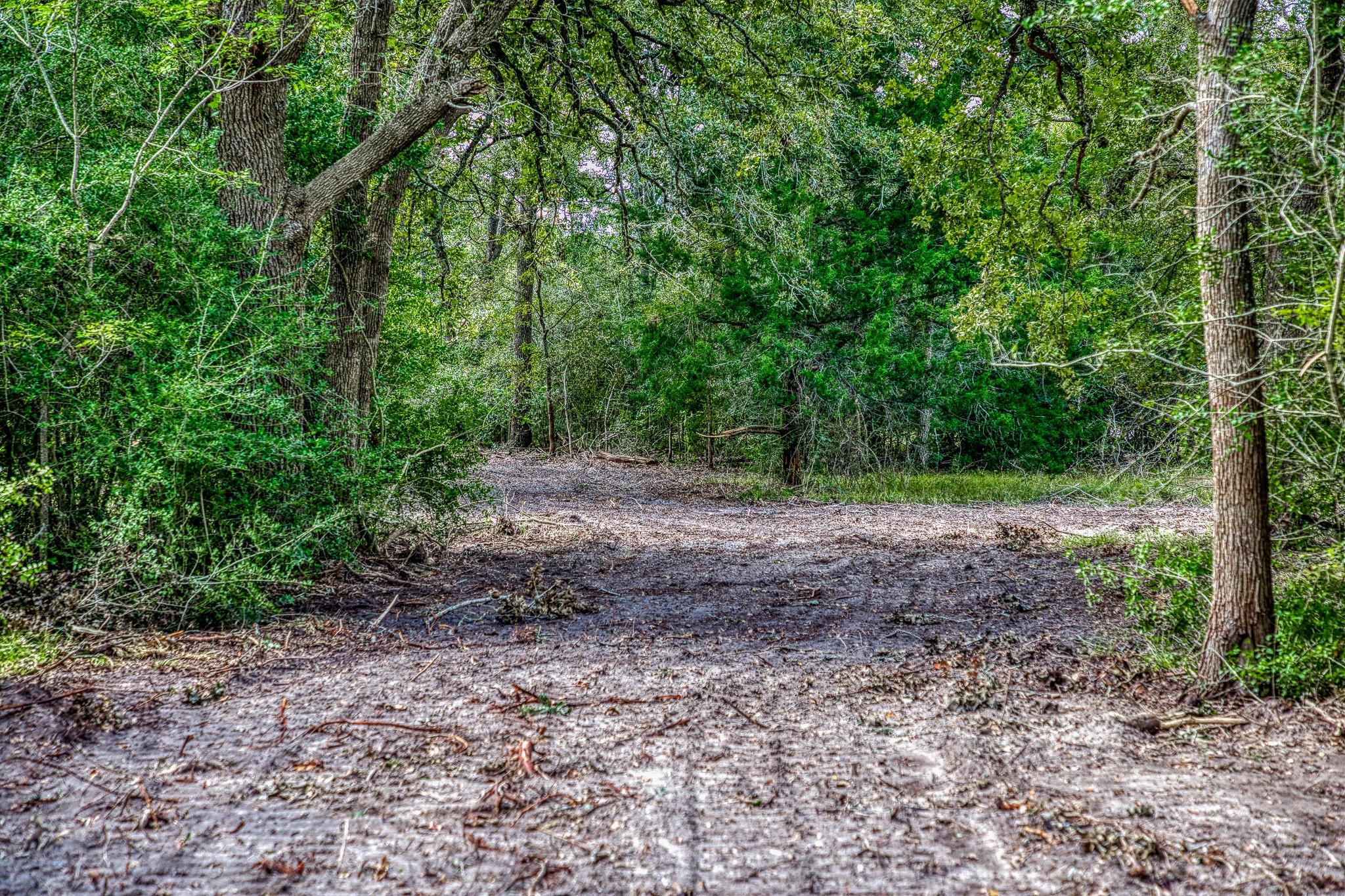 Wooded land with a dirt clearing beneath a dense canopy of trees.