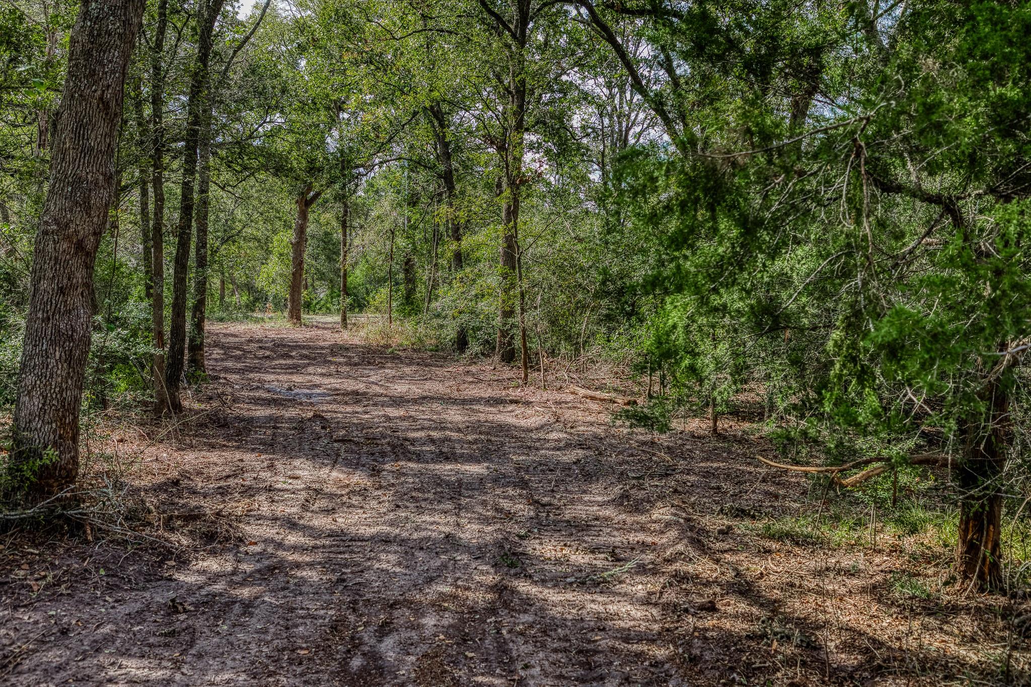 Wooded land with a dirt trail winding between mature trees.