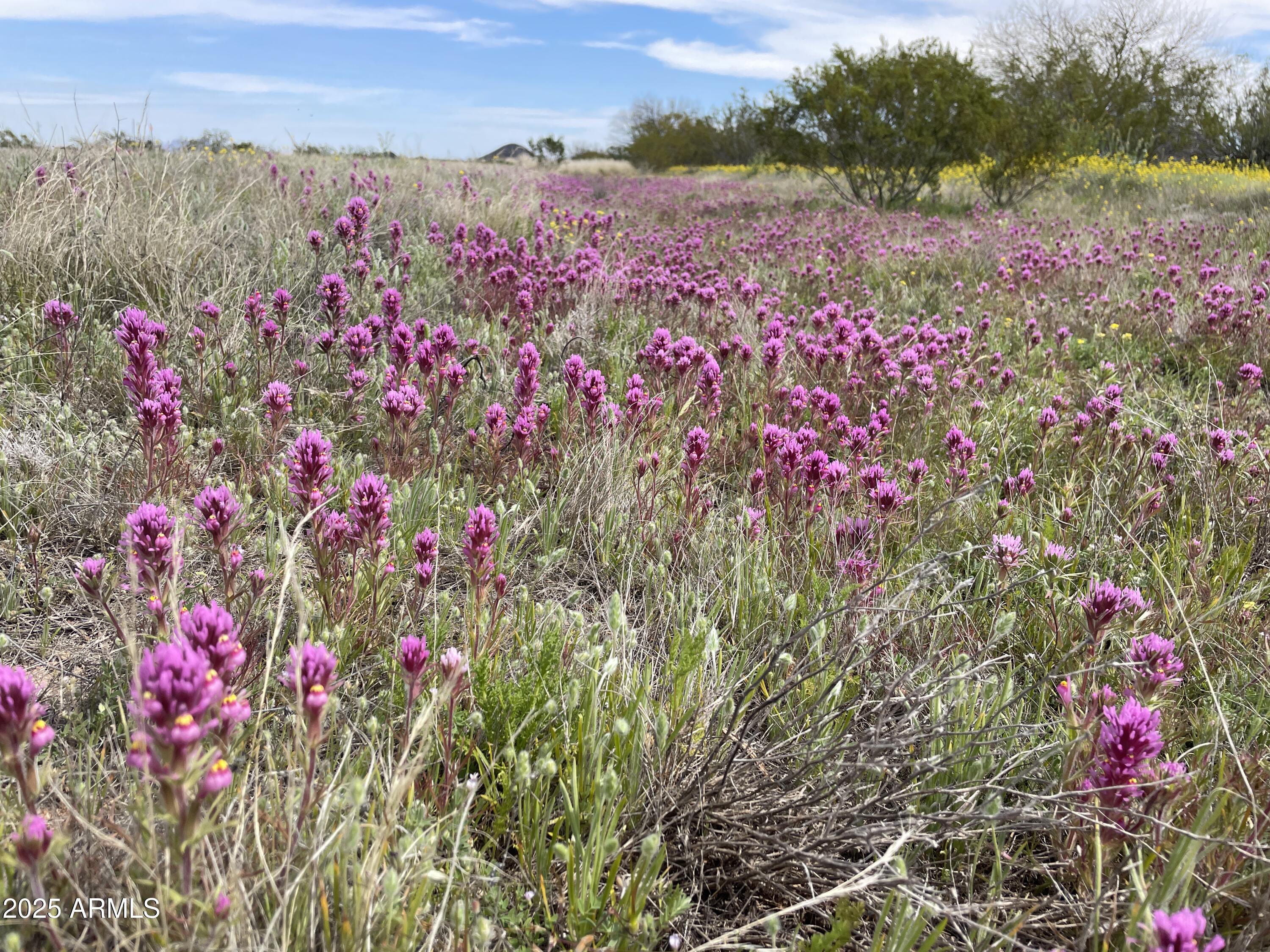 14747 W SCORPIO Avenue
