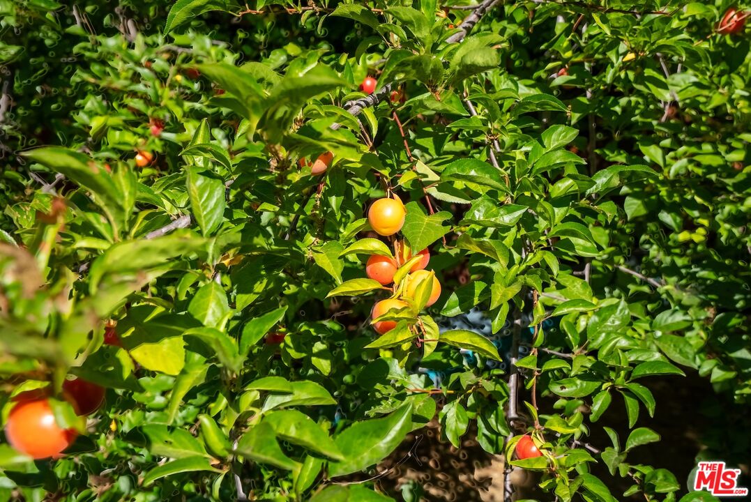 22068 Topanga School Rd