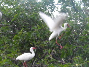 15217 Lakes Of Delray Boulevard 114