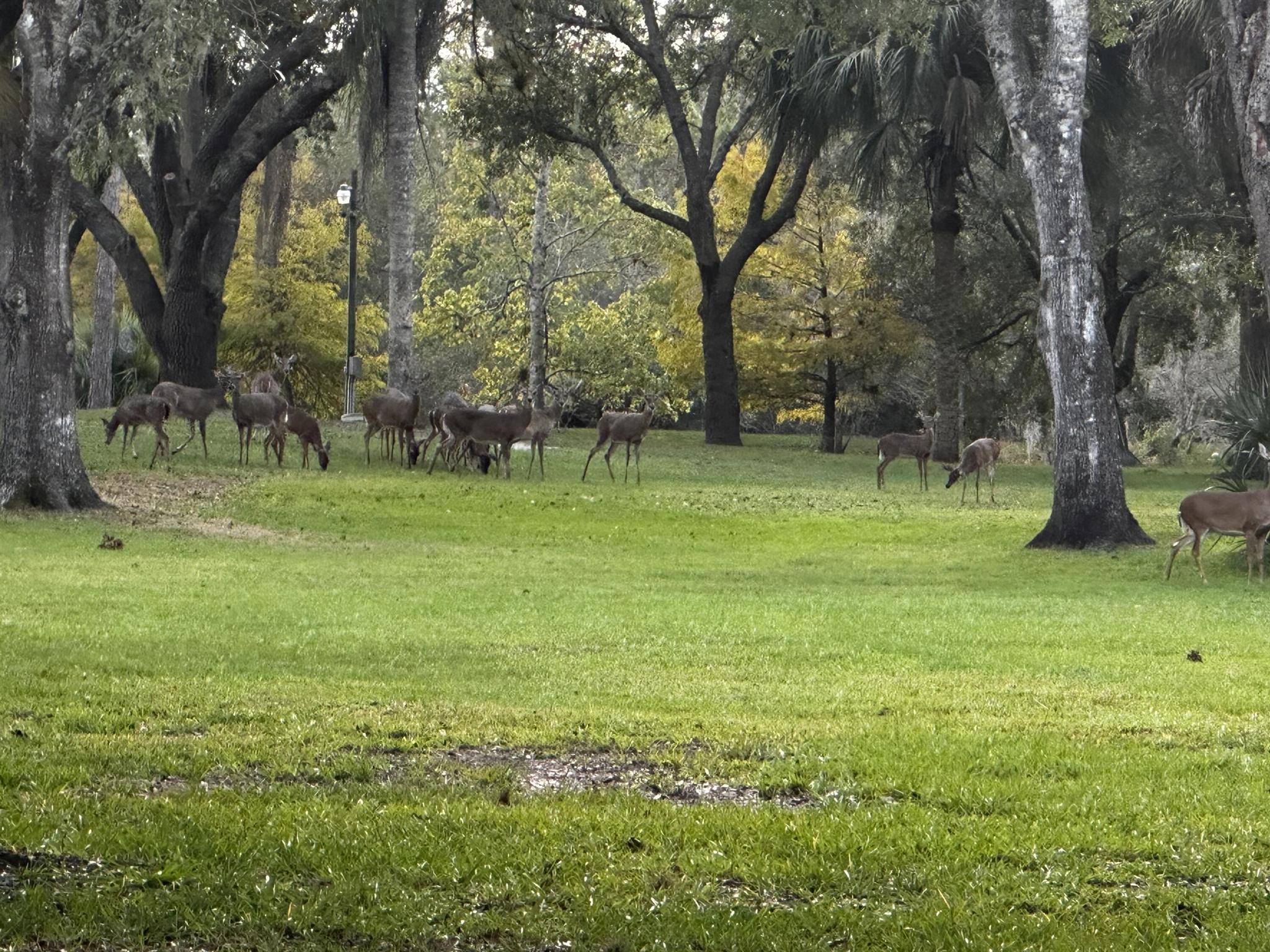 32801 Us Highway 441n Lot 167