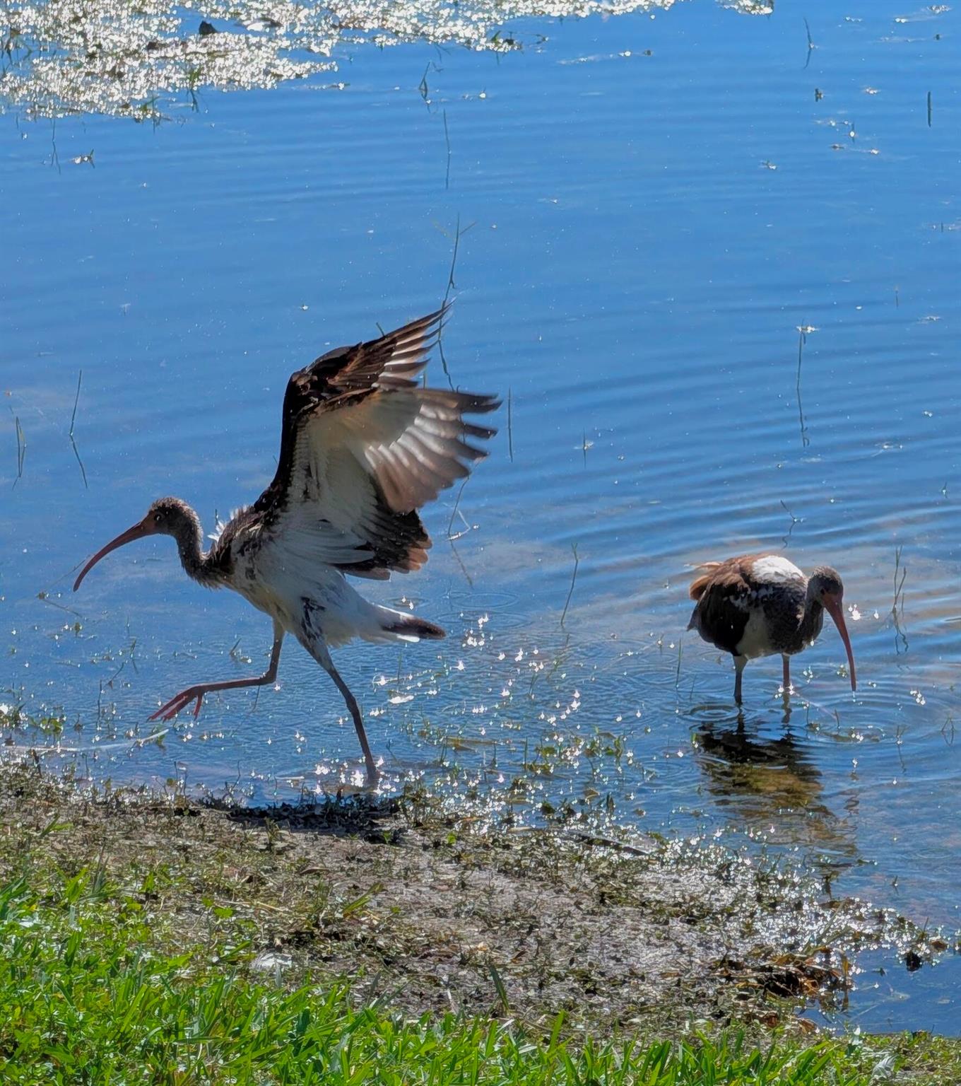 330 Norwood Terrace N217