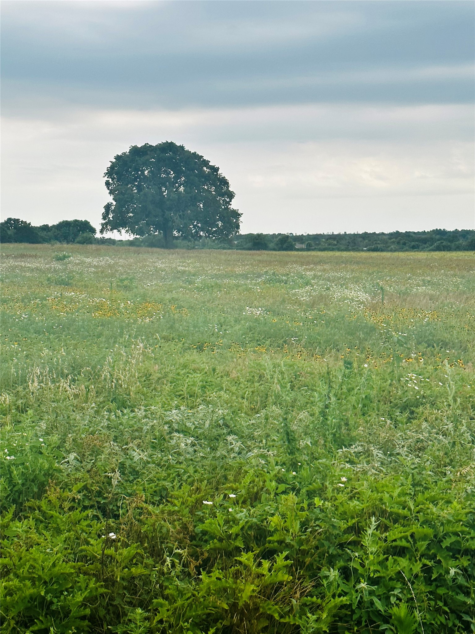 lot 9 County Road 3420