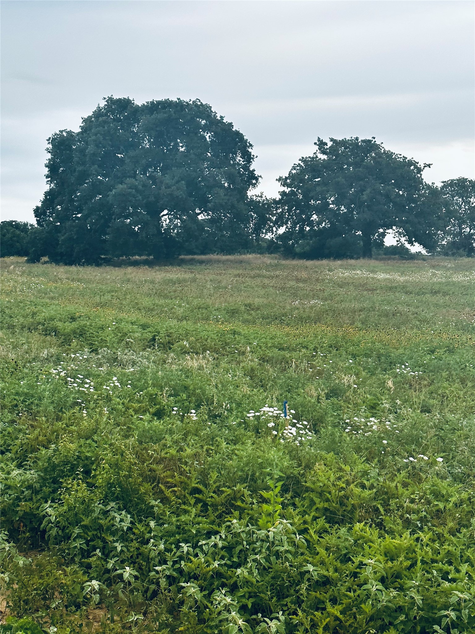 lot 9 County Road 3420