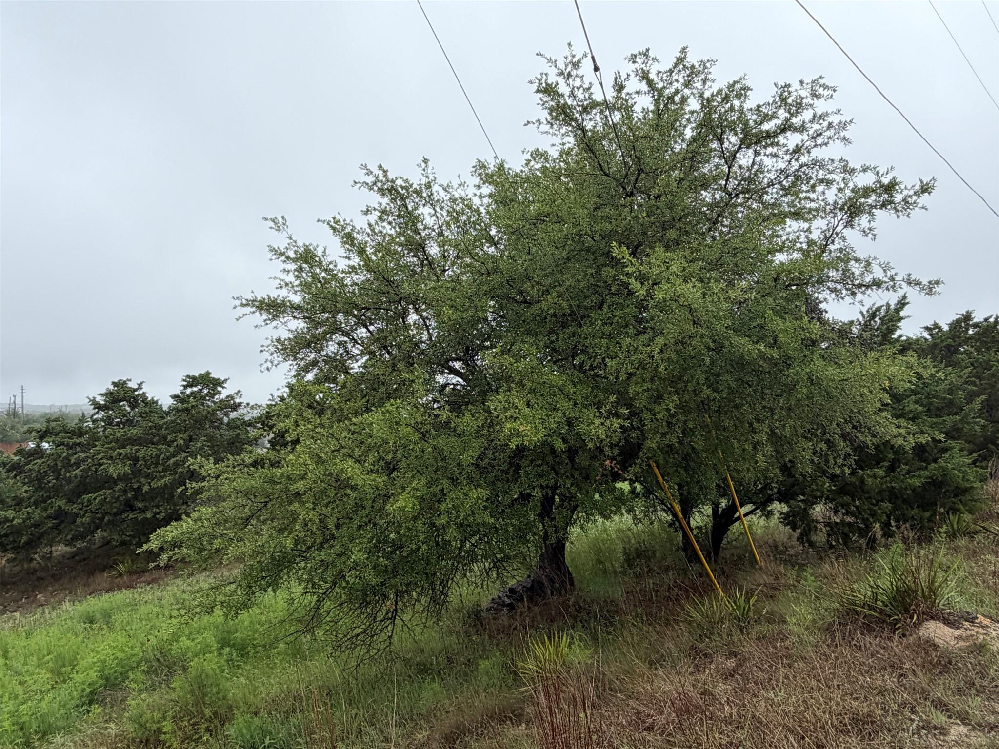 Grassy, brush-covered land with a large leafy tree and utility lines overhead.