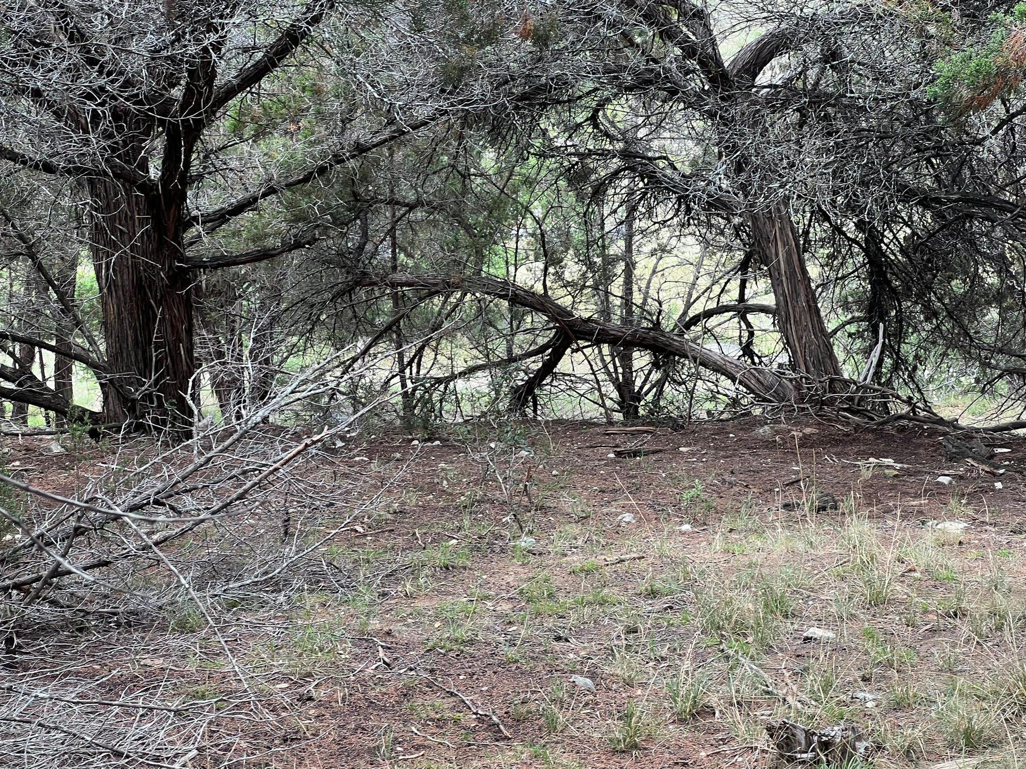 19906 CONSTITUTION CV