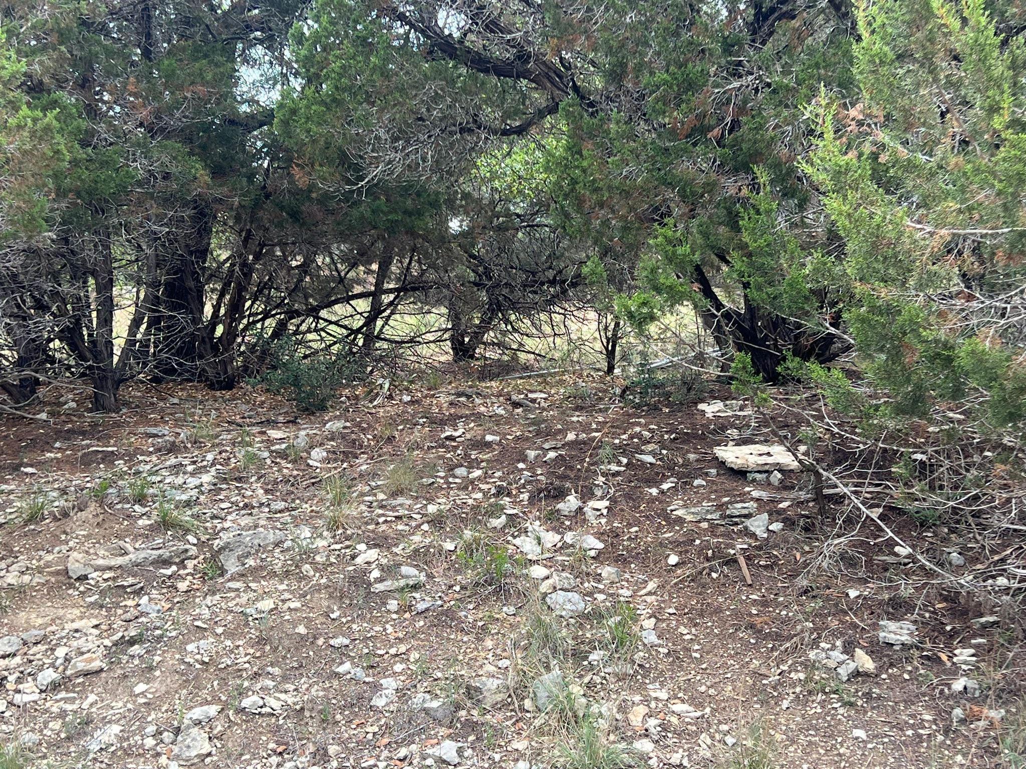 19906 CONSTITUTION CV