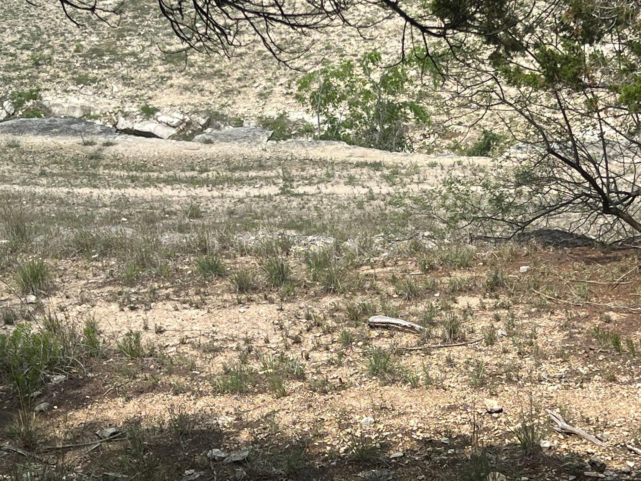 19906 CONSTITUTION CV