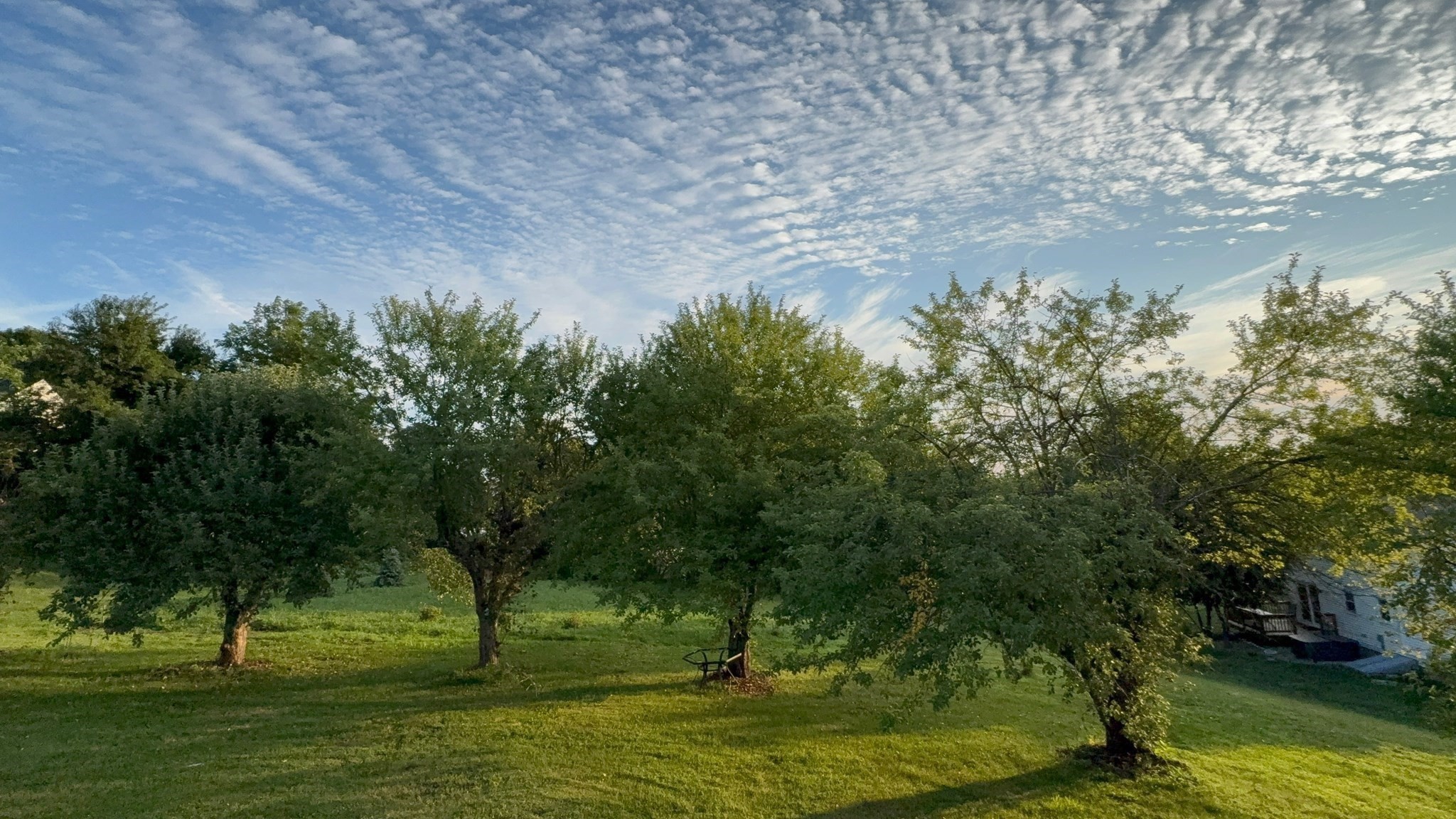 Grassy yard with leafy trees and part of the house visible at the edge.