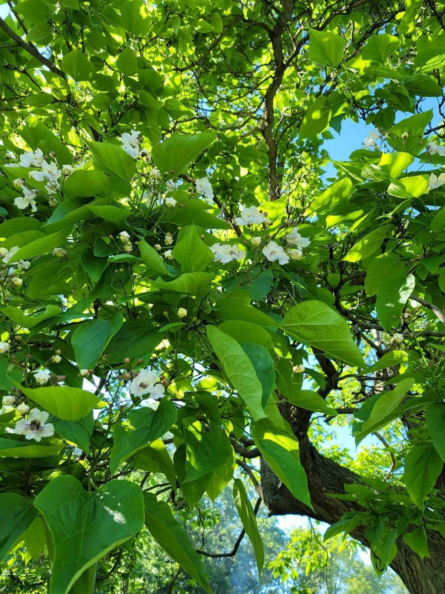 13816 Thomas Avenue S