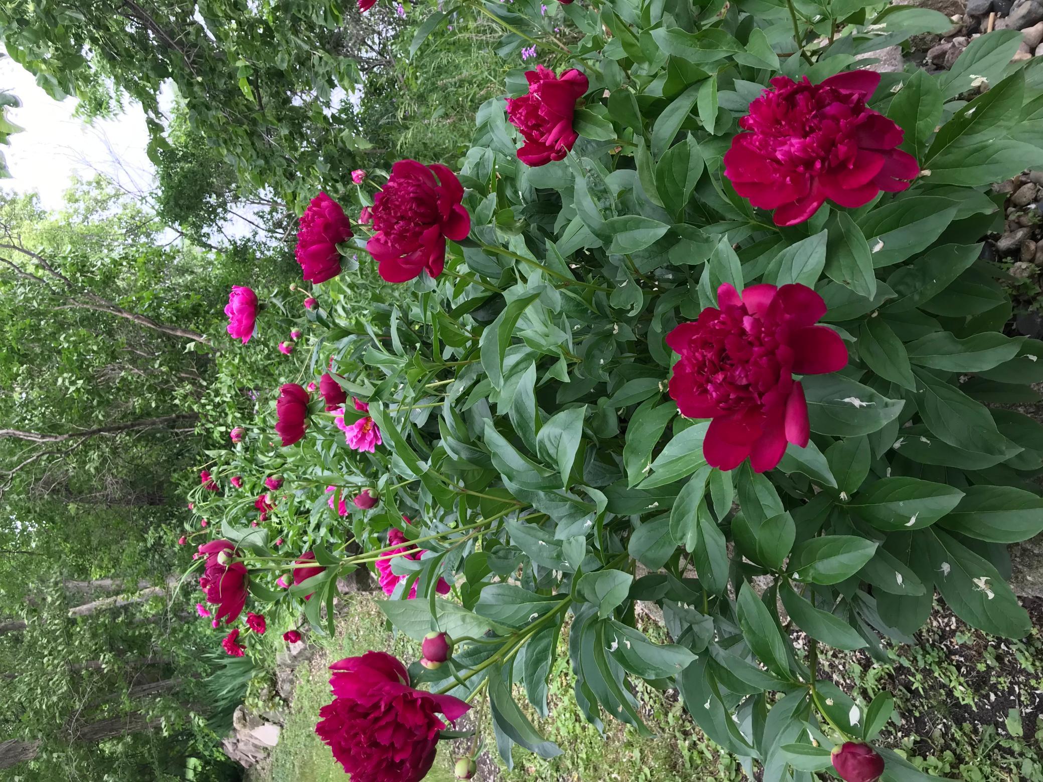 1011 Van Dyke Road NW Road NW